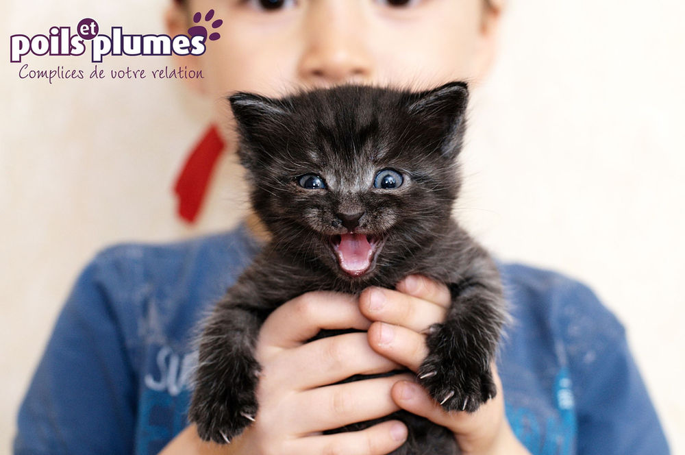 Aujourd Hui Zoom Sur Les Miaulements Des Chats Aujourd Hui Zoom Sur Les Miaulements Des Chats