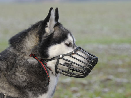 Les muselières, sont-elles réservées aux chiens dangereux ou méchants ?