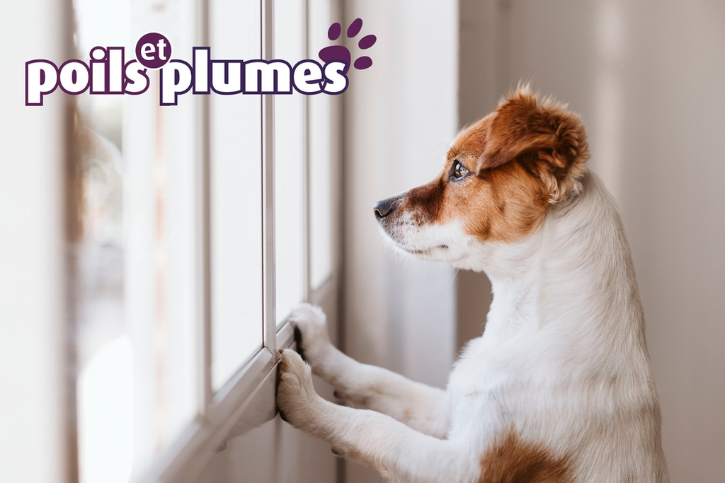 Poils Et Plumes Accessoires Et Alimentation Pour Vos Animaux