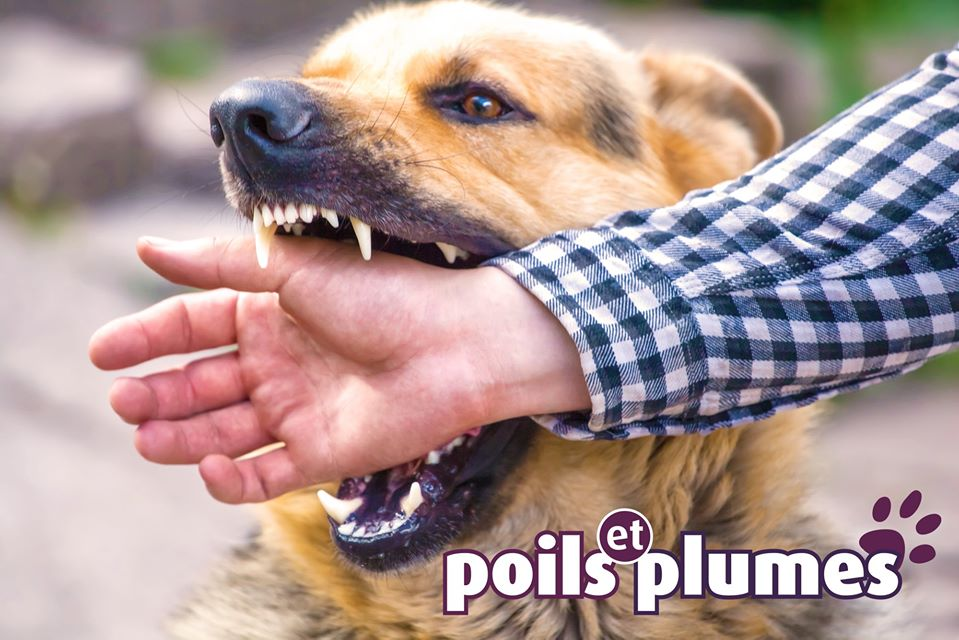 Poils Et Plumes Accessoires Et Alimentation Pour Vos Animaux