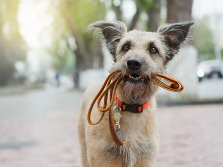 Choisir une laisse adaptée à son chien.