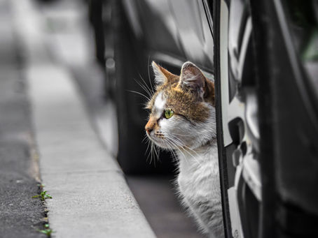 Information importante sur nos amis les chats !