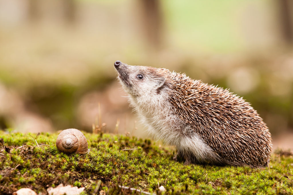 poils-et-plumes-accessoires-et-alimentation-pour-vos-animaux