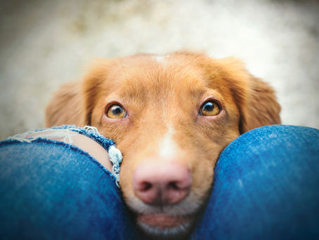 Le monde animal... des infos pas banales : le regard craquant du chien.