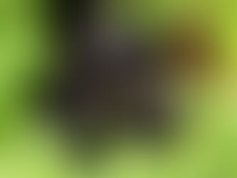 Aujourd'hui, zoom sur le Bombay !