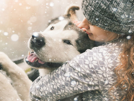 Zoom sur les races de chiens nordiques les plus connues.