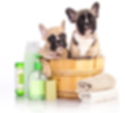 shutterstock_302753480 (2).png