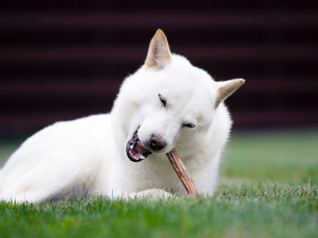 L'importance de la mastication chez le chien !
