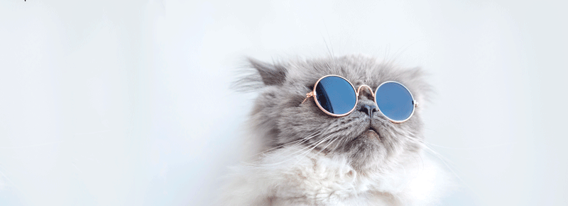 chat-star-site.gif