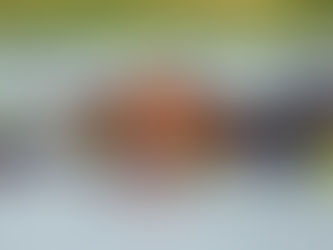 Savez-vous quels sont les animaux les plus lourds ?