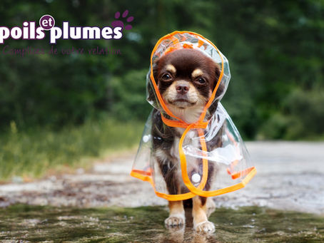 Petits manteaux pour chiens.