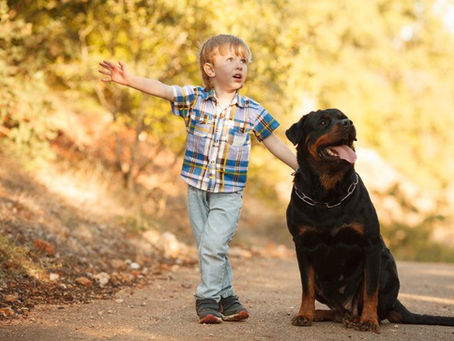 Aujourd'hui, zoom sur le rottweiler !