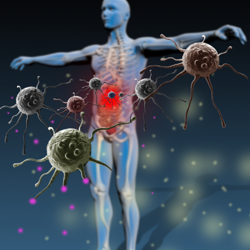 The Immune System: Operation & Care