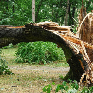 tree-in-a-storm-900px.jpeg