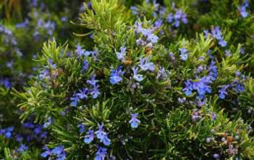 rosemary.jpg