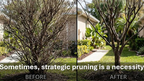 Are You Watering Weeds Instead of Growing Fruit? Sometimes, strategic pruning isn’t just an option, it’s a necessity.