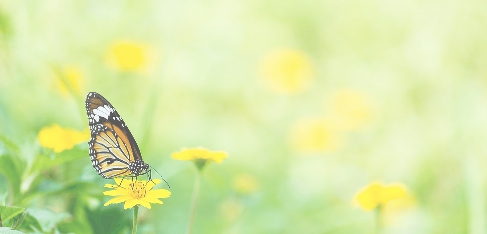 Butterfly BG 16.png