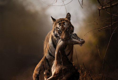 tadiba wildlife photography workshop