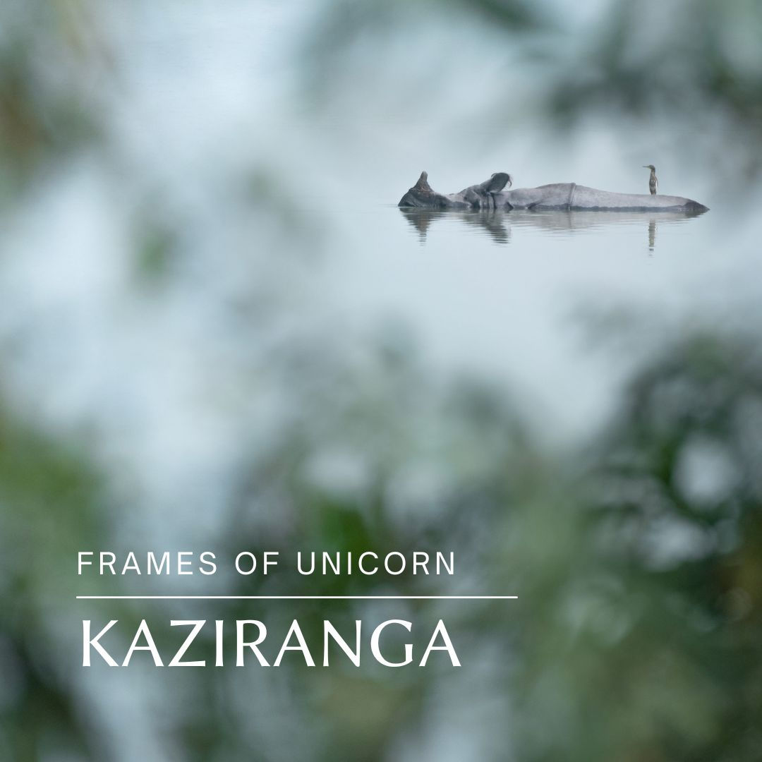 KAZIRANGA WILDLIFE PHOTOGRAPHY WORKSHOP