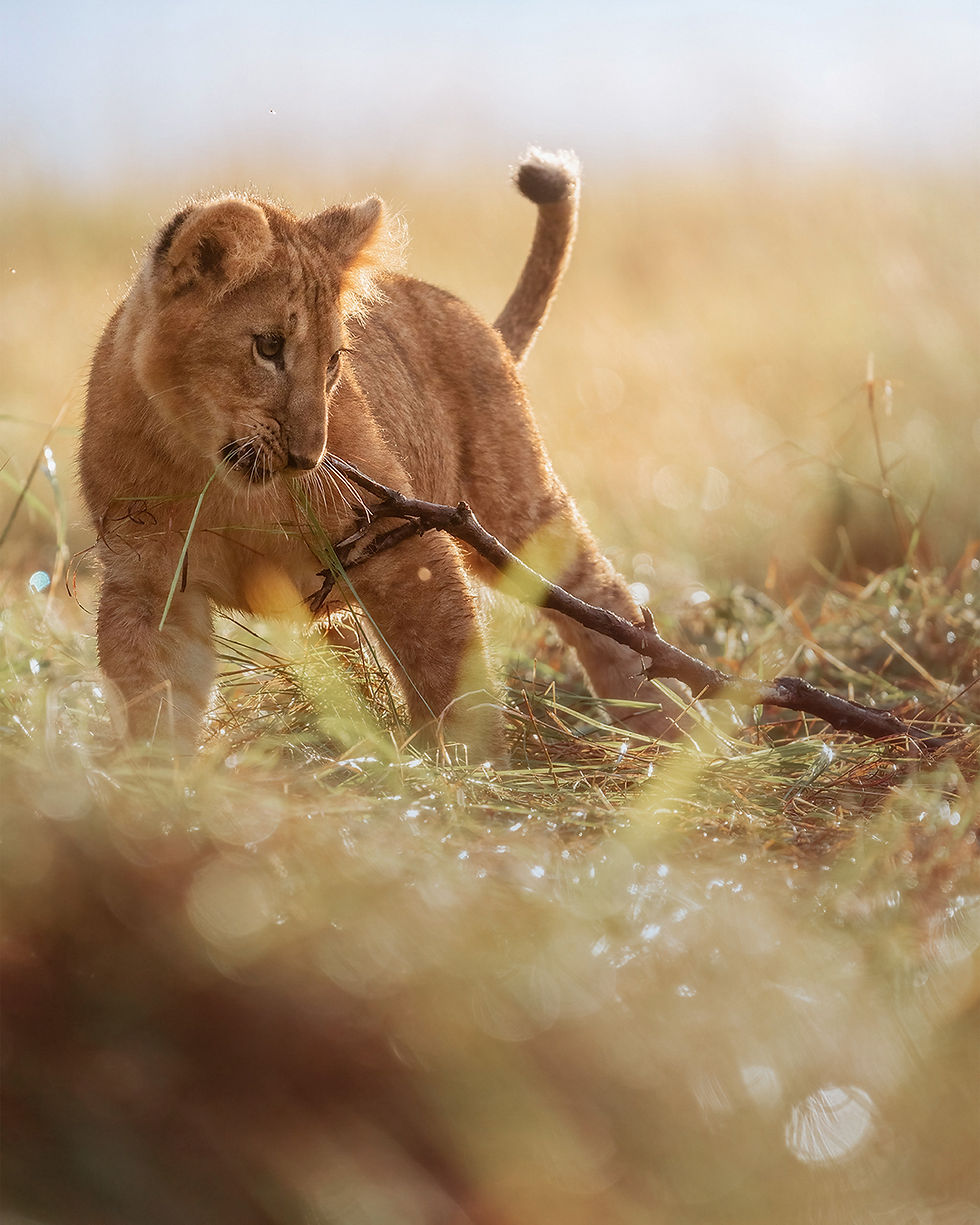 Kenya Photo Tour 12-19 June 2026 | Masai Mara & Ambosel