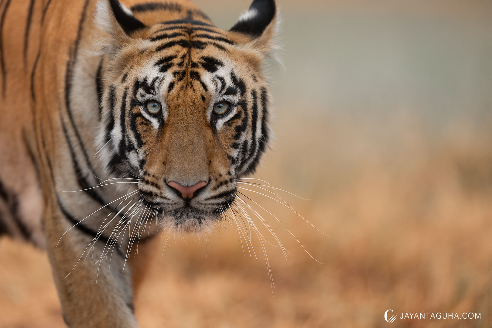 tadoba wildlife photography workshop