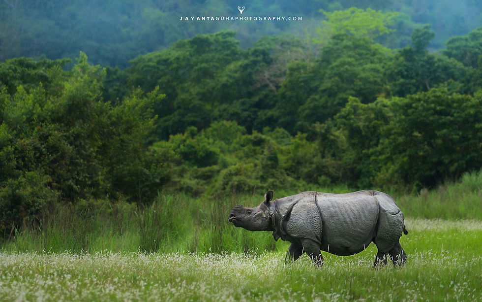 Thumbnail: kaziranga wildlife photo tour
