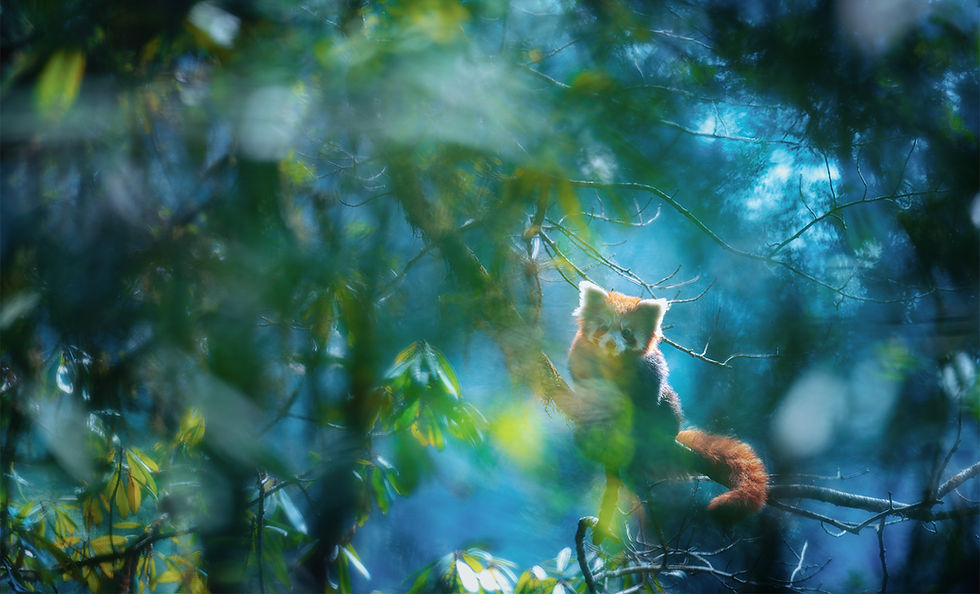 Miniatura: Red Panda Photography Expedition | 27-31 October 2026