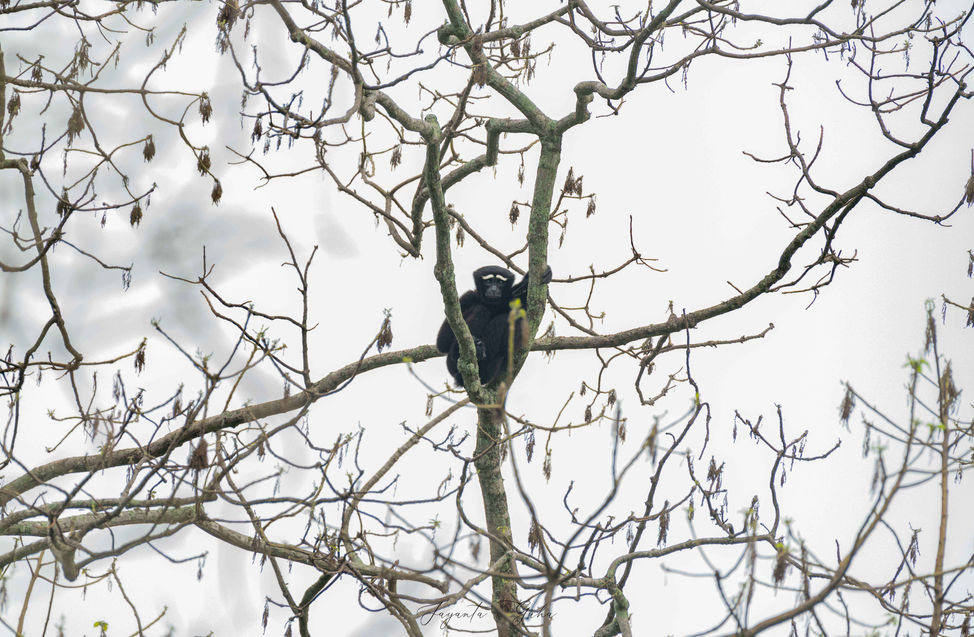 hoolock-gibbon.jpg