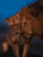 Thumbnail: Kenya wildlife photography workshop June 2026