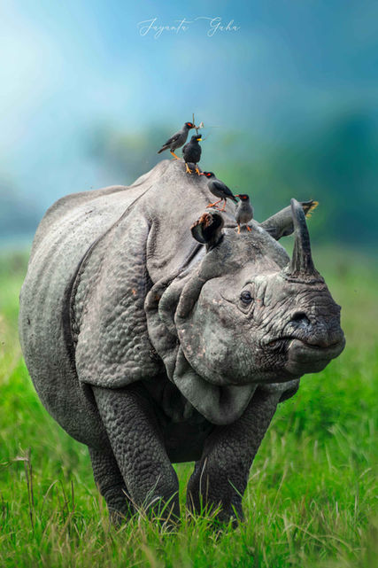 Kaziranga photo tour