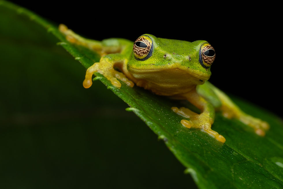 Thumbnail: Amboli Macro Photography Tour India | Creative Macro Photography Workshop
