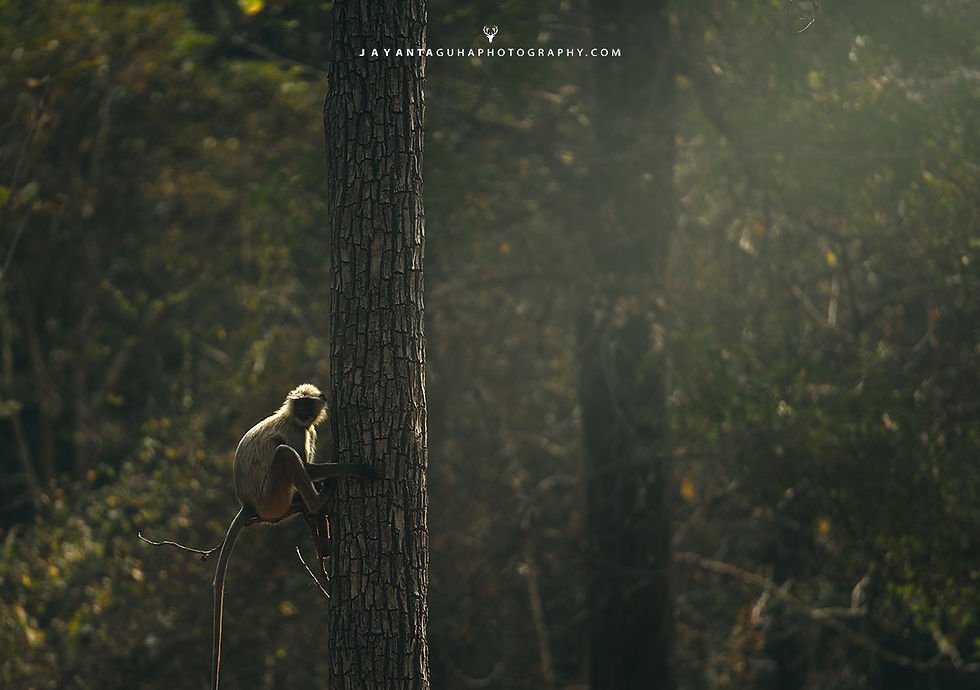 Thumbnail: Pench Wildlife Photography Workshop | 30 April - 9th May, 2026