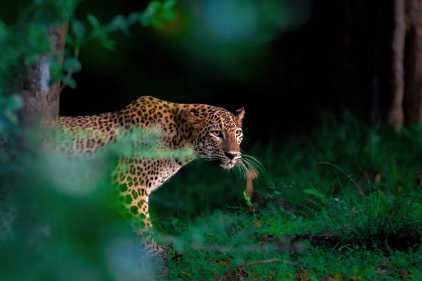 sri lanka wildlife photography workshop