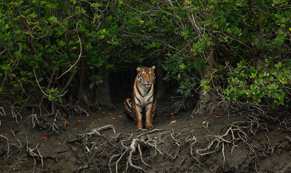 sundarbans-mangrove-jayantaguha.jpg