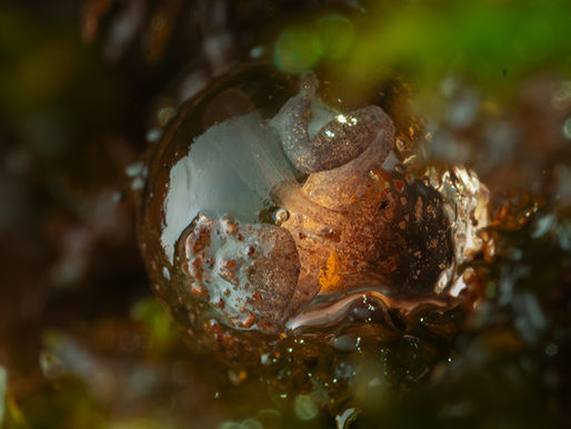 Froglet Of Amboli Bush Frog
