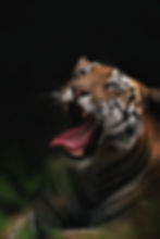 tadiba wildlife photography workshop