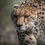 Thumbnail: Masai Mara Wildlife Photography workshop March 18-22, 2026