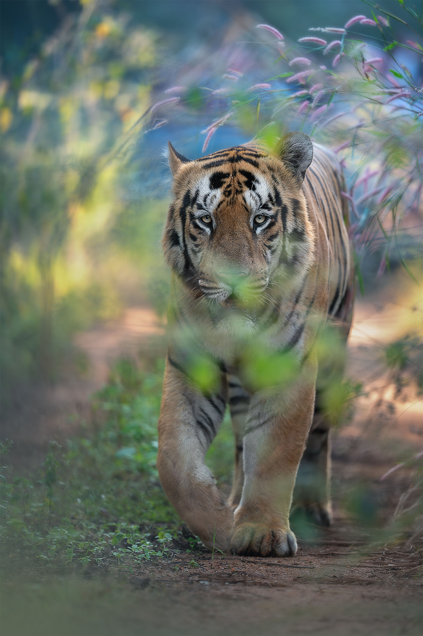 Bandhavgarh Wildlife Photography Workshop | 27 - 30, December 2026
