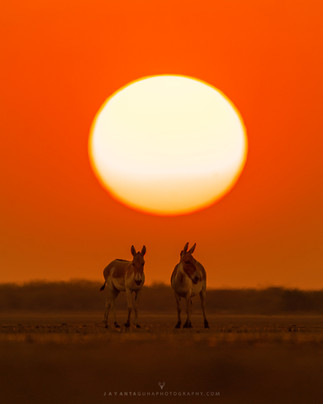 LRK - Photo by Jayanta Guha