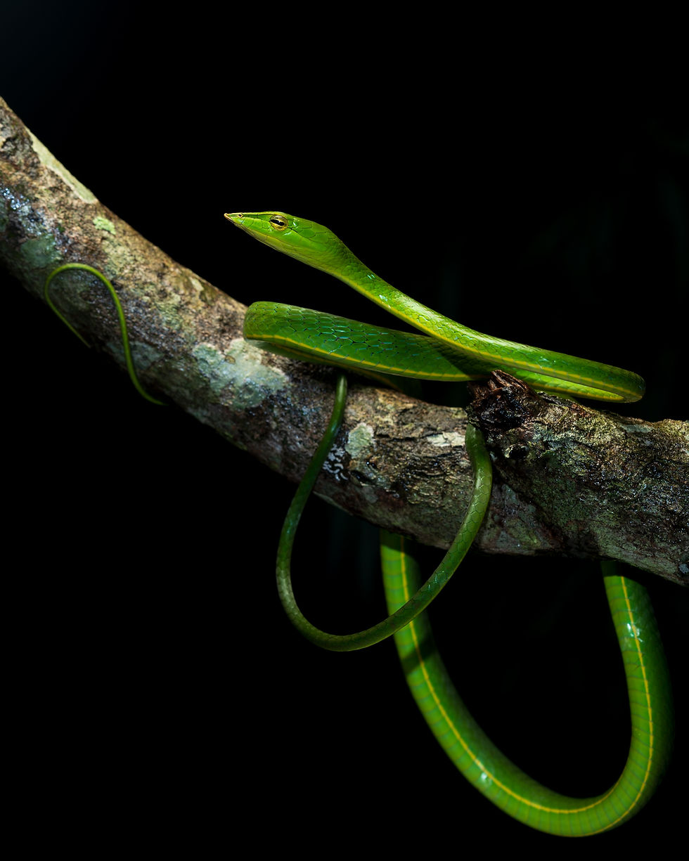 Thumbnail: Amboli Macro Photography Tour India | Creative Macro Photography Workshop