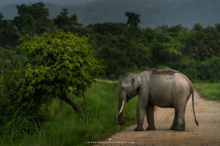 elephant-wildlife-photography-tour.jpg