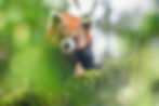 red panda expedition