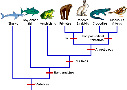 Vertebrate Phylogeny with Characters; University of California Museum of Paleontology's Understanding Evolution (https://evolution.berkeley.edu/evolibrary/search/imagedetail.php?id=251&topic_id=&keywords=phylogeny)