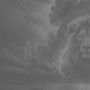 Lion_Motif_edited_LG_EMR_web-2_edited.jpg