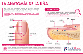 Anatomía de la Uña
