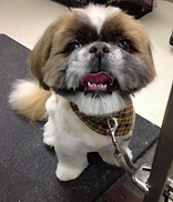 cat grooming west island