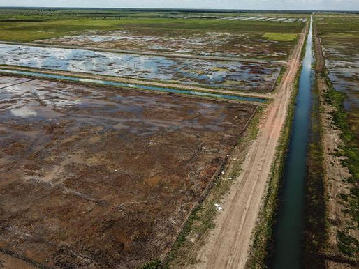 Cetak Sawah Lahan Gambut: Beberapa Catatan Pengembangan Areal Pertanian Kalimantan