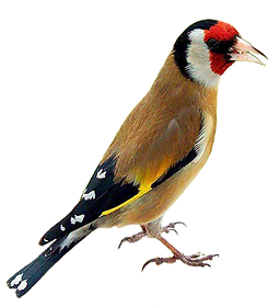 Oiseau