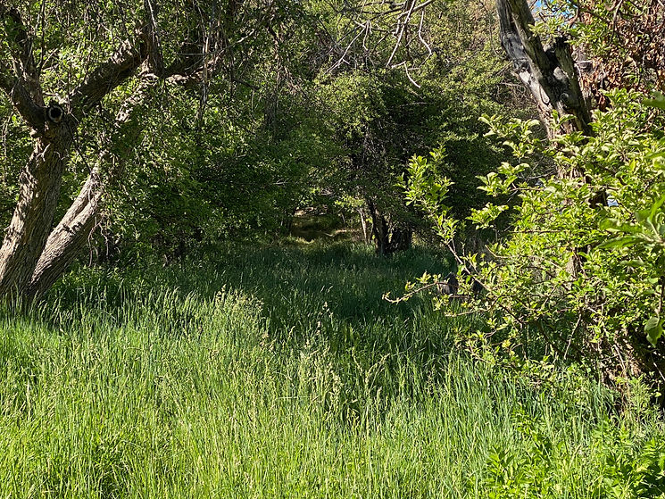 IMG_0542.jpeg