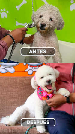 MOLY